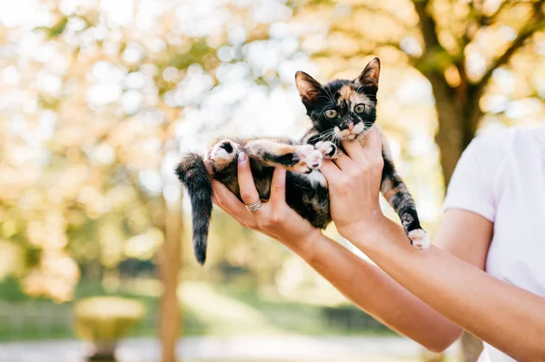 Recortado Tiro Mujer Celebración Poco Tres Gatito Color Sobre Borrosa —  Fotos de Stock