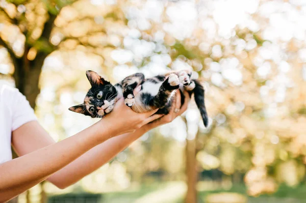 Cropped Shot Woman Holding Little Three Colored Kitty Blurred Background — Stock Photo, Image