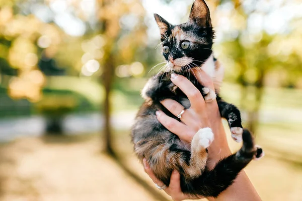 Recortado Tiro Mujer Celebración Poco Tres Gatito Color Sobre Borrosa —  Fotos de Stock