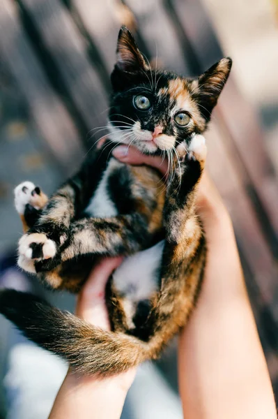 Recortado Tiro Mujer Celebración Poco Tres Gatito Color Sobre Borrosa —  Fotos de Stock