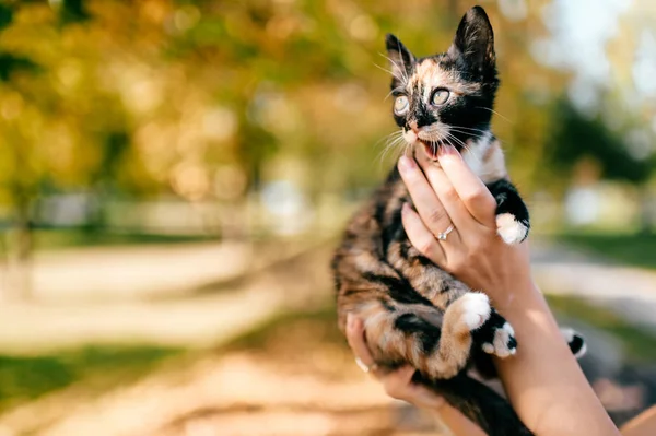 Recortado Tiro Mujer Celebración Poco Tres Gatito Color Sobre Borrosa — Foto de Stock