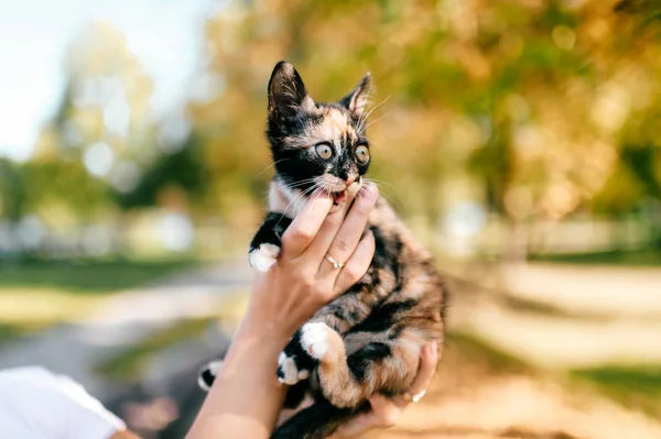 Cortado Tiro Mulher Segurando Pouco Três Colorido Gatinho Fundo Borrado — Fotografia de Stock