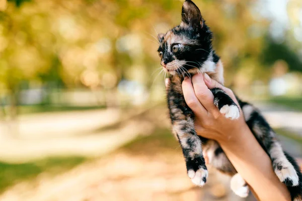 cropped shot of woman holding little three colored kitty on blurred background