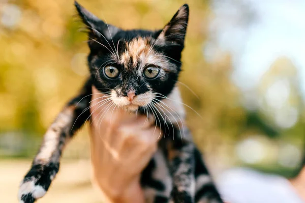 Cropped Shot Woman Holding Little Three Colored Kitty Blurred Background — Stock Photo, Image