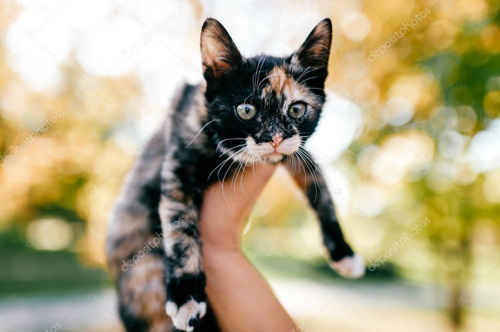 cropped shot of woman holding little three colored kitty on blurred background 