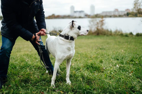 Teilansicht Einer Frau Mit Großem Schwarz Weißen Hund Park — Stockfoto