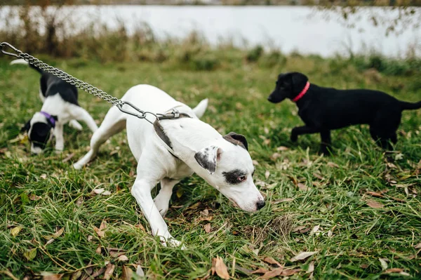 Anak Anjing Kecil Lucu Bermain Rumput Hijau Taman — Stok Foto