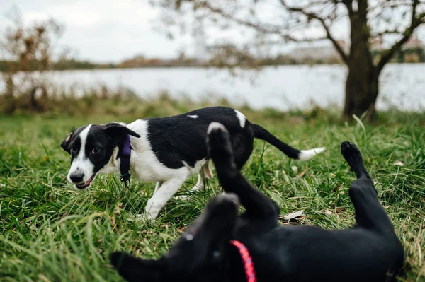 Anak Anjing Kecil Lucu Bermain Rumput Hijau Taman — Stok Foto