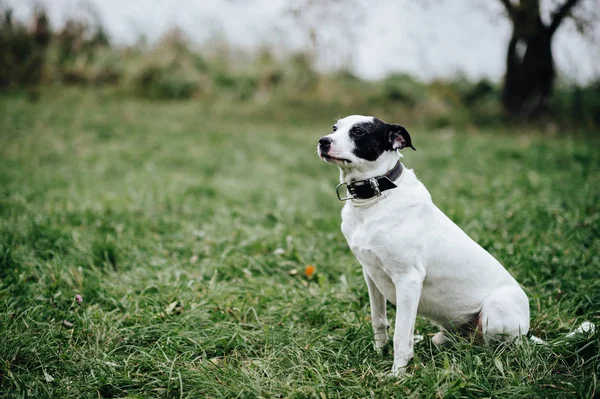 Cane Bianco Nero Seduto Sull Erba Verde Nel Parco — Foto Stock