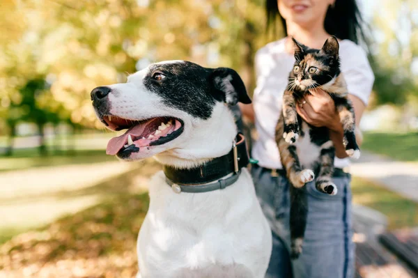 Genç ve kadın ile büyük siyah ve beyaz köpek park küçük kedi kısmi görünümünü