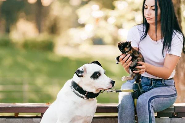 大きな黒と白の犬と小さな猫公園で陽気な若い女性 — ストック写真