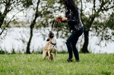 Genç kadın yaz Park active köpek yavrusu ile oynarken