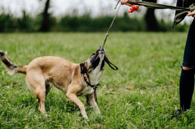 Yaz Park active köpek yavrusu ile oynarken kadının kısmi görünümü