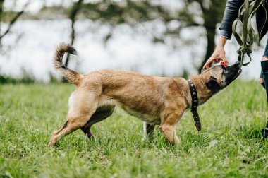Yaz Park active köpek yavrusu ile oynarken kadının kısmi görünümü