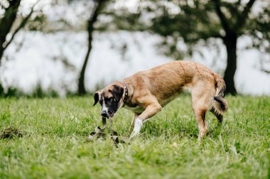 etkin köpek yaz Park