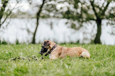 etkin köpek yaz Park