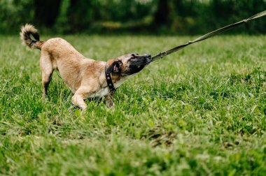 etkin köpek yaz Park
