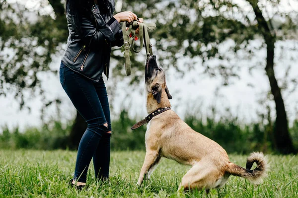 夏の公園でアクティブな子犬と遊ぶ女性の部分的なビュー — ストック写真