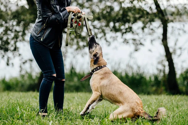 Yaz Park Active Köpek Yavrusu Ile Oynarken Kadının Kısmi Görünümü — Stok fotoğraf