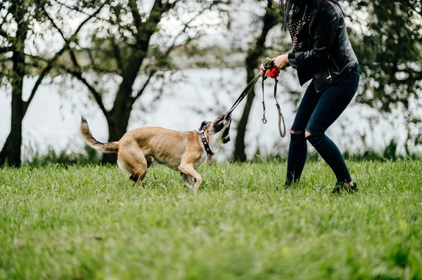 Teilansicht Einer Frau Die Mit Einem Aktiven Welpen Sommerpark Spielt — Stockfoto