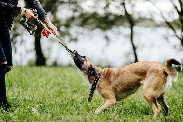 Teilansicht Einer Frau Die Mit Einem Aktiven Welpen Sommerpark Spielt — Stockfoto