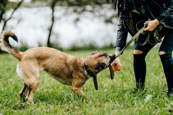 Partial View Woman Playing Active Puppy Summer Park — Stock Photo, Image