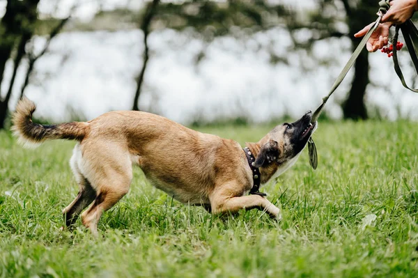 Vista Parcial Mujer Jugando Con Cachorro Activo Parque Verano —  Fotos de Stock