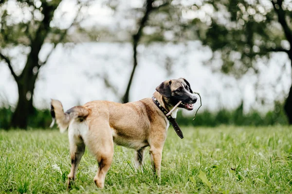 Carino Cane Attivo Nel Parco Estivo — Foto Stock