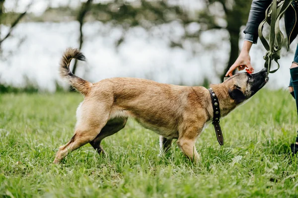 Visão Parcial Mulher Brincando Com Cachorro Ativo Parque Verão — Fotografia de Stock