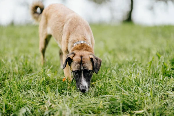 Bonito Cão Ativo Parque Verão — Fotografia de Stock