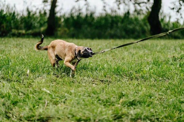 可爱的活跃的狗在夏季公园 — 图库照片
