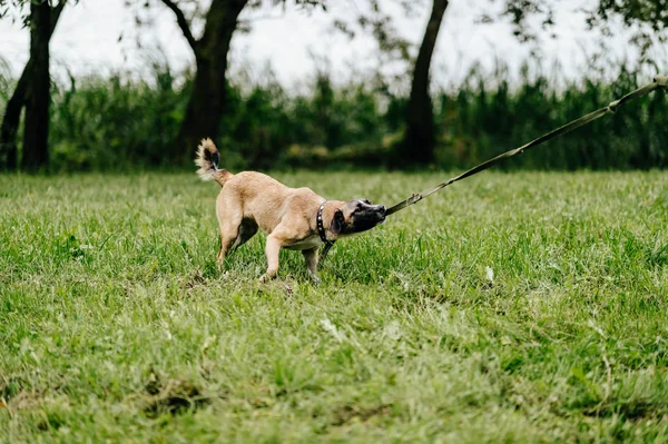 Симпатичная Активная Собака Летнем Парке — стоковое фото
