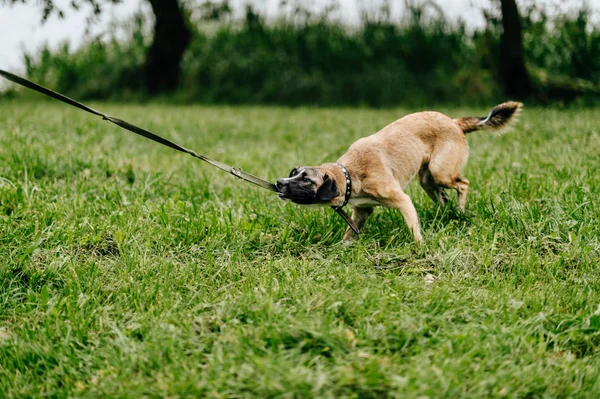 cute active dog in summer park