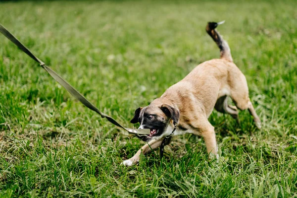 Симпатичная Активная Собака Летнем Парке — стоковое фото