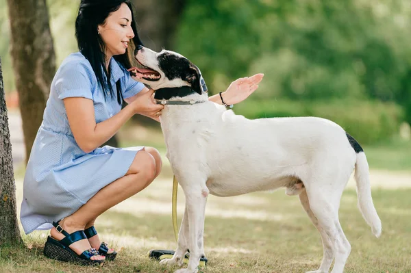 夏の公園の大きな黒と白の犬と青いドレスの陽気な若い女性 — ストック写真