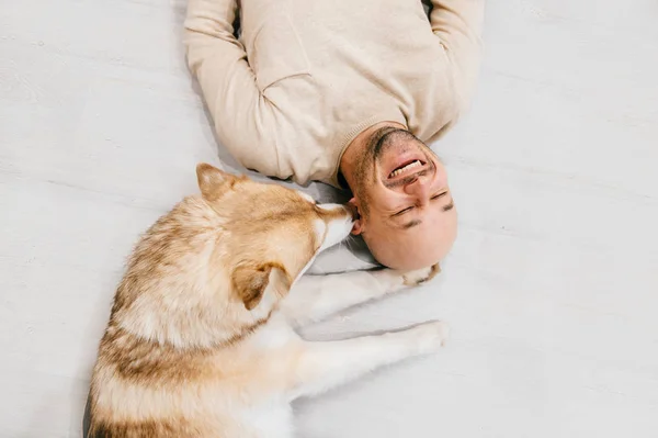 허스키 강아지와 바닥에 — 스톡 사진
