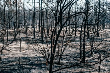 Portekiz pitoresk sonbahar ormanda sabah doğal görünümünü