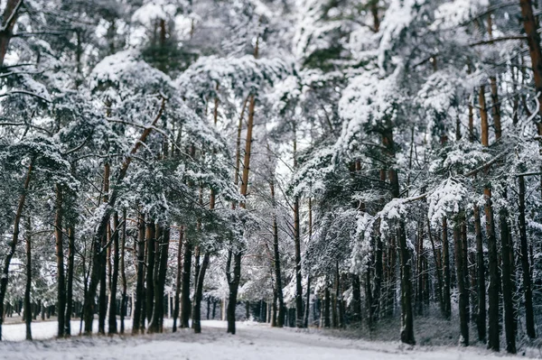 Schilderachtig Uitzicht Prachtige Besneeuwde Winter Forest — Stockfoto