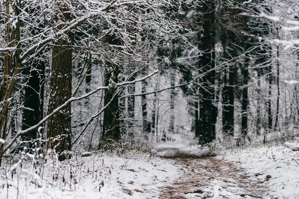 Vista Panoramica Della Bellissima Foresta Invernale Innevata — Foto Stock