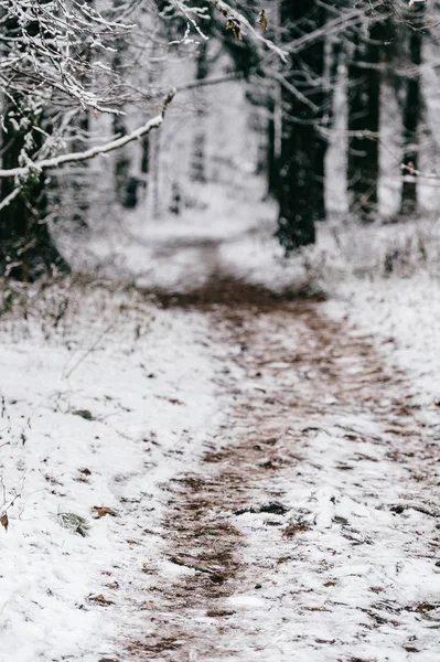 Schilderachtig Uitzicht Prachtige Besneeuwde Winter Forest — Stockfoto