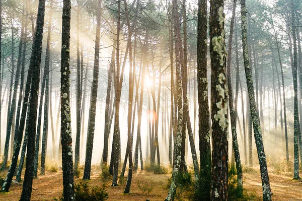 Malerischer Blick Auf Den Malerischen Sonnenaufgang Herbstwald Portugal — Stockfoto