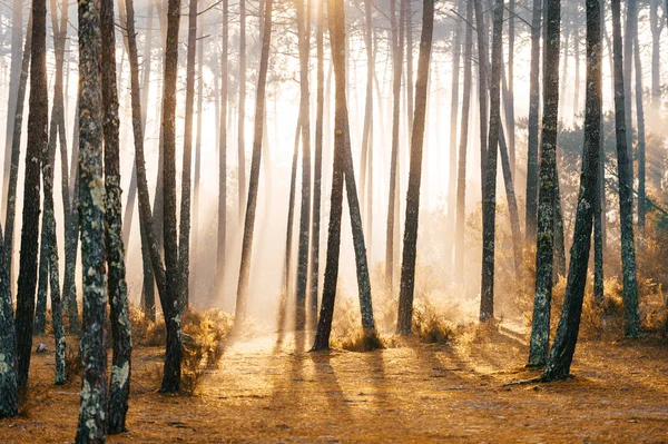 Malerischer Blick Auf Den Malerischen Sonnenaufgang Herbstwald Portugal — Stockfoto