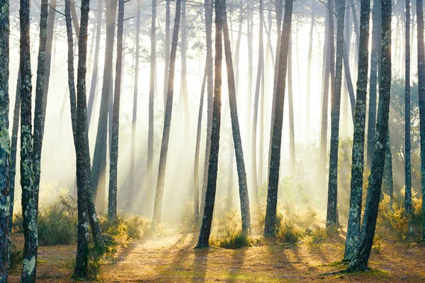 Vue Panoramique Sur Lever Soleil Pittoresque Dans Forêt Automne Portugal — Photo