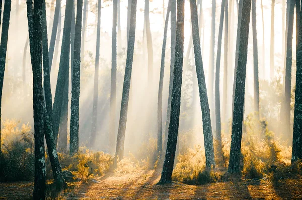Живописный Вид Живописный Восход Солнца Осеннем Лесу Португалии — стоковое фото