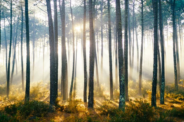 Vacker Utsikt Över Pittoreska Sunrise Höst Skog Portugal — Stockfoto