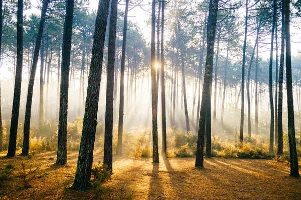 scenic view of picturesque sunrise in autumn forest in Portugal