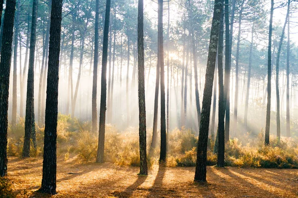 Schilderachtig Uitzicht Pittoreske Zonsopgang Herfst Bos Portugal — Stockfoto