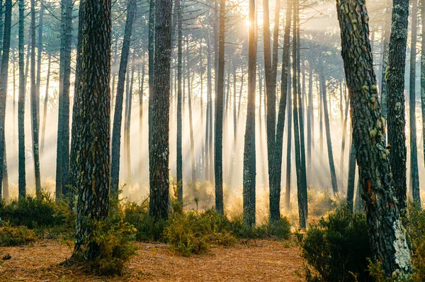 Vista Panorâmica Pitoresco Nascer Sol Floresta Outono Portugal — Fotografia de Stock