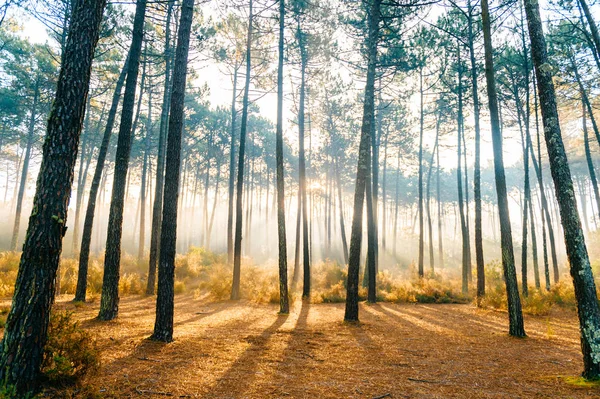 Живописный Вид Живописный Восход Солнца Осеннем Лесу Португалии — стоковое фото