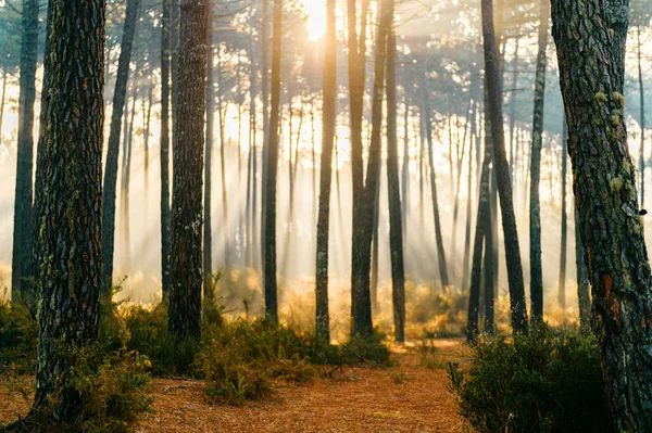 scenic view of picturesque sunrise in autumn forest in Portugal